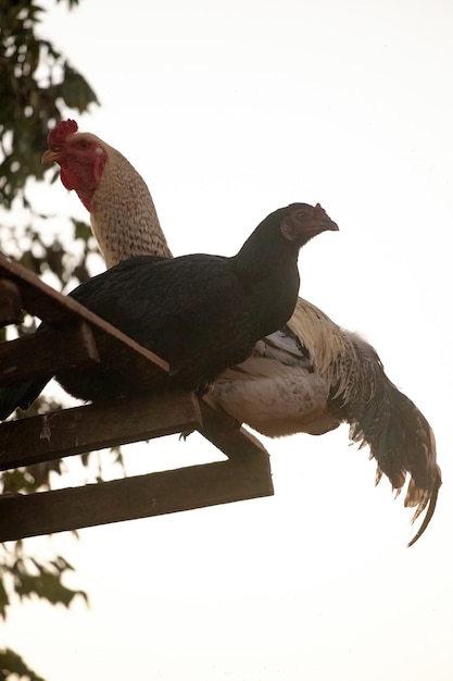 Pollo animale domestico della sottospecie Gallus gallus domesticus