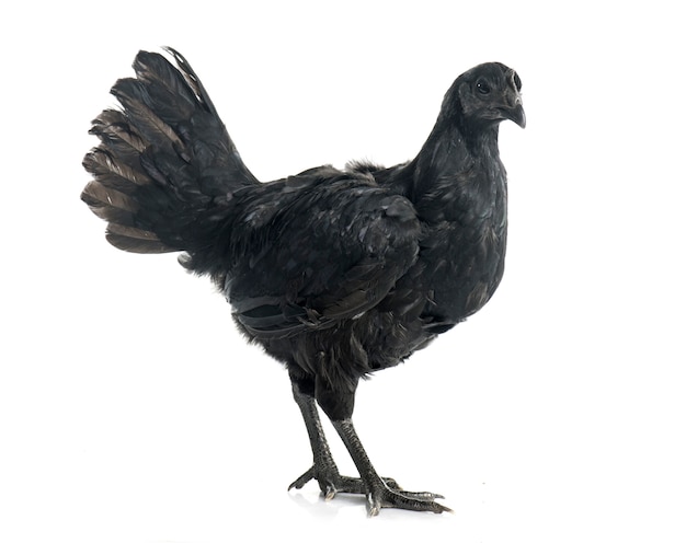 pollo ayam cemani