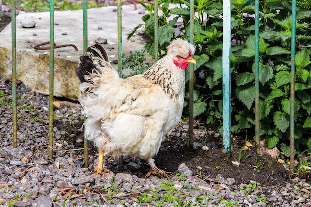 Pollo bianco con ciuffo in giardino