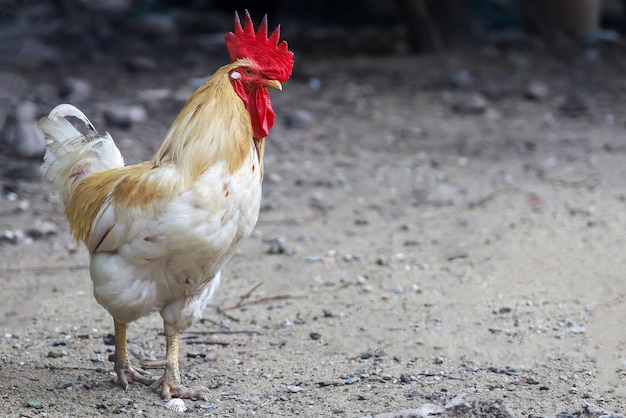 Pollo bianco di Betong nel giardino asciutto