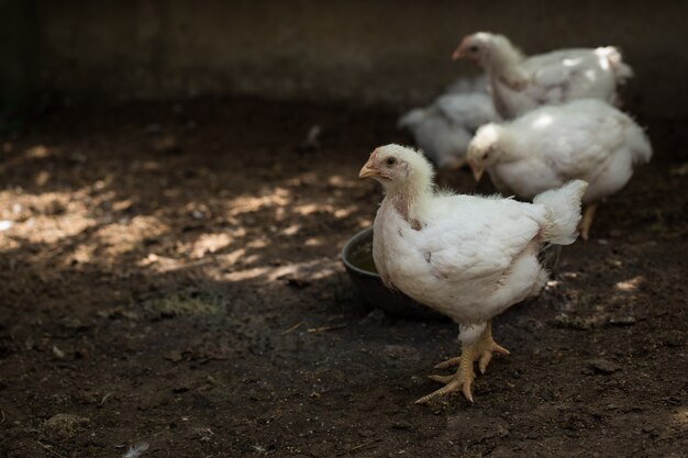 Pollo bianco su un primo piano dell'azienda agricola. Fotografato alla luce del giorno.