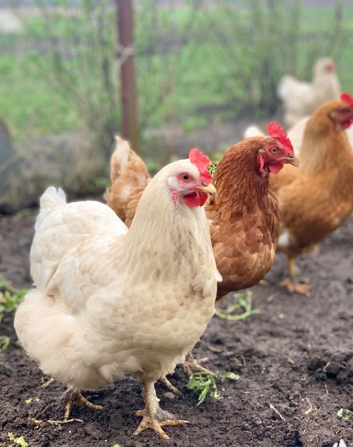 pollo bianco sull'erba polli della fattoria