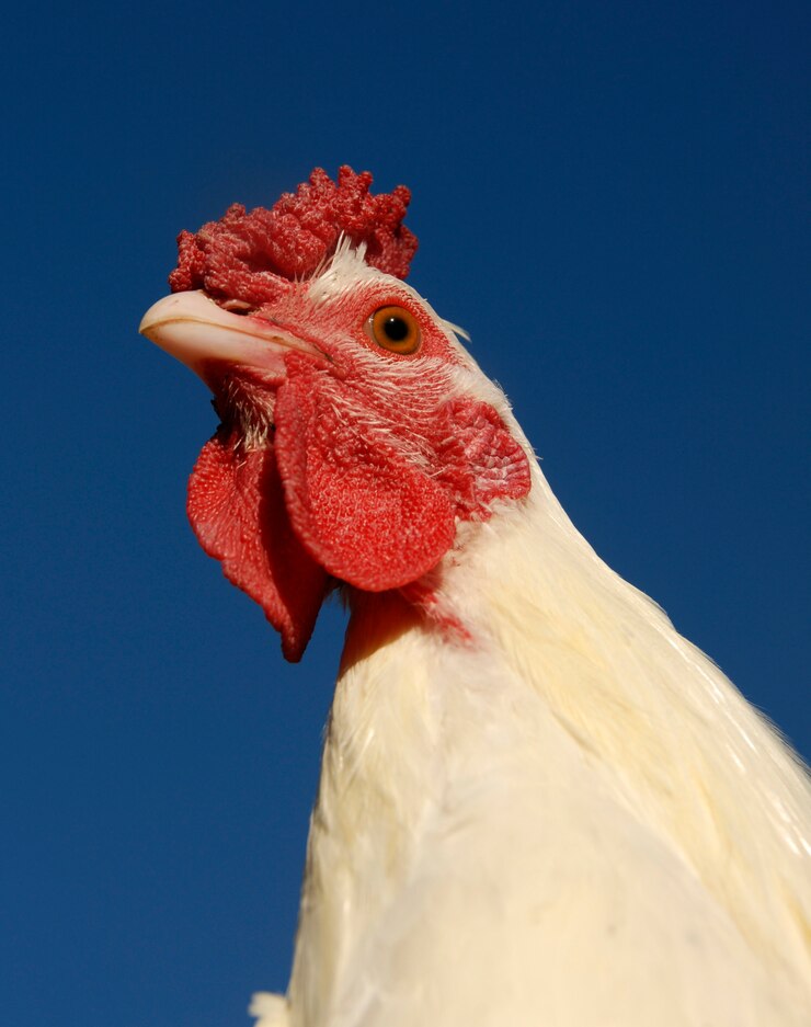 Pollo bianco