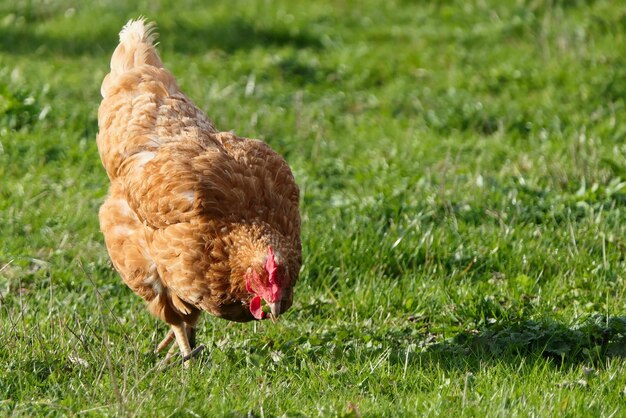 Pollo che becca l'erba in un campo verde