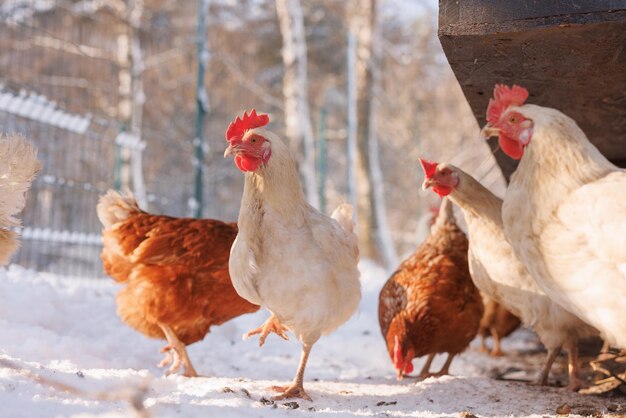 pollo che cammina in un allevamento di pollame ecologico in inverno