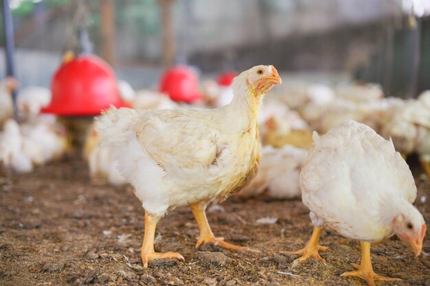 pollo che guarda altri polli