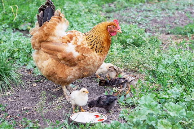 Pollo con i piccoli polli nel giardino in cerca di cibo