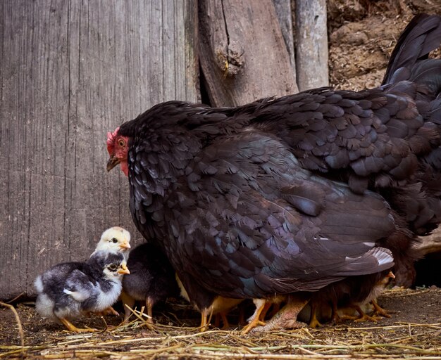 Pollo con polli nell'aia.