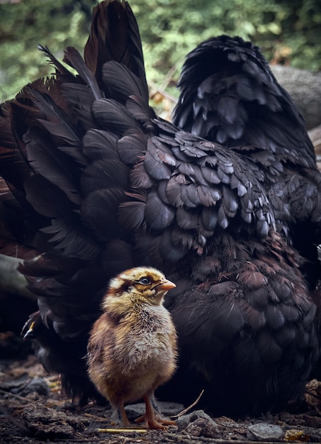 Pollo Con Pollo.