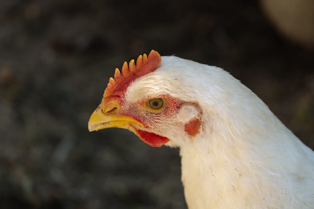 Pollo da carne bianco che guarda curiosamente la telecamera