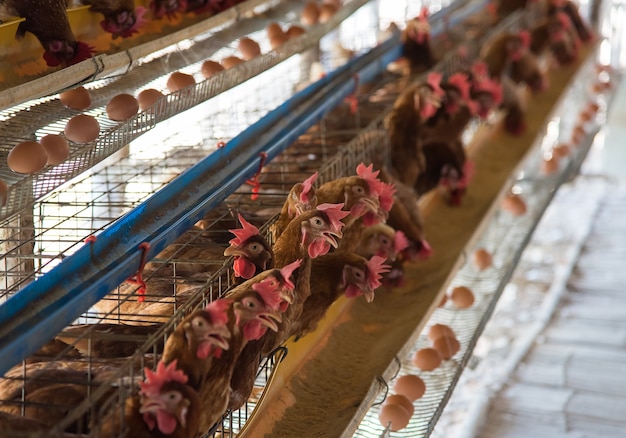 Pollo dell&#39;azienda agricola in un granaio