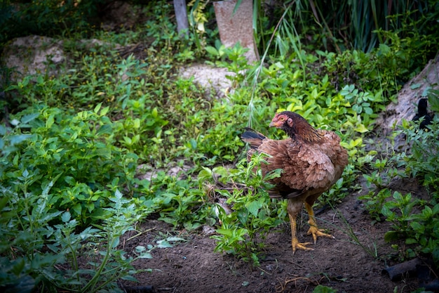 Pollo della gallina marrone che sta nell'uso sul campo per gli animali da allevamento, più vivaci. Cazzo di animali domestici domestici