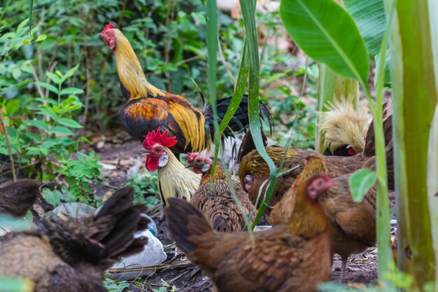 Pollo della giungla