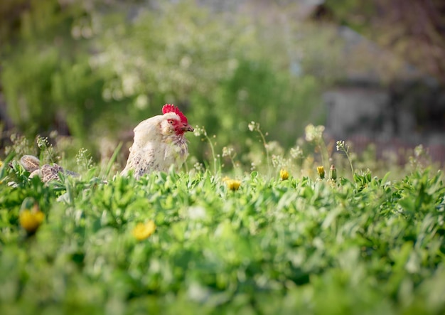 Pollo di pollo in giardino