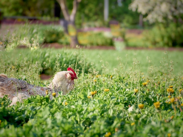 Pollo di pollo in giardino