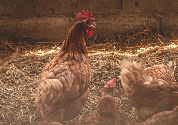 Pollo domestico dell'interno della fattoria degli animali dell'agricoltura del pollo che alimenta il pollo da carne che alimenta con l'alimento biologico