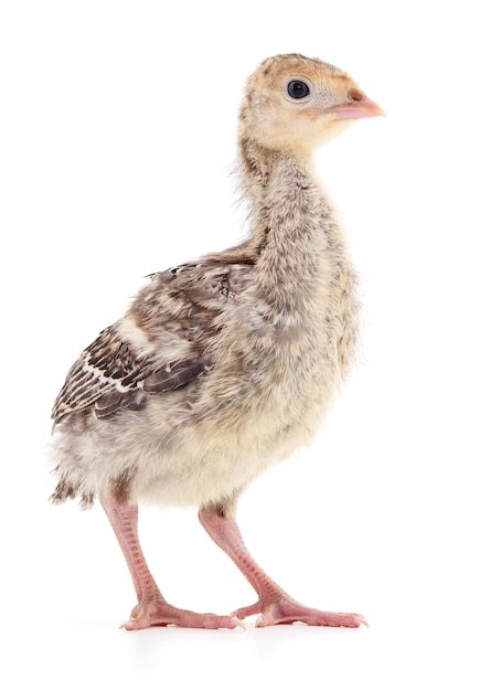 Pollo e tacchino isolati