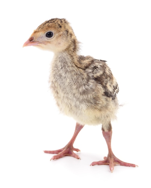 Pollo e tacchino isolati