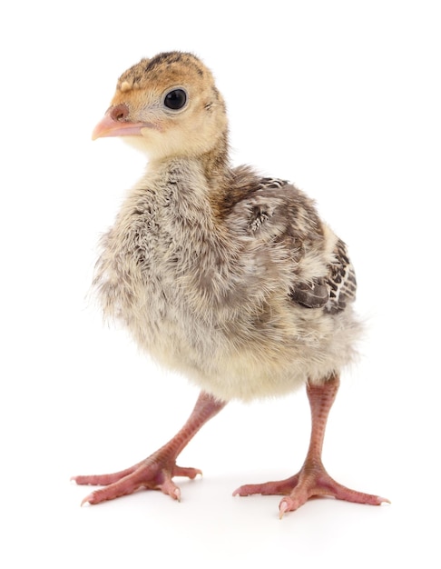 Pollo e tacchino isolati