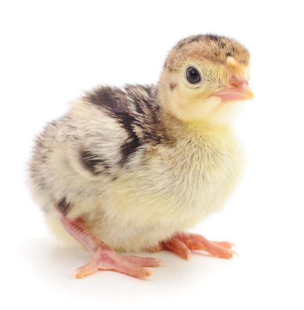 Pollo e tacchino isolati