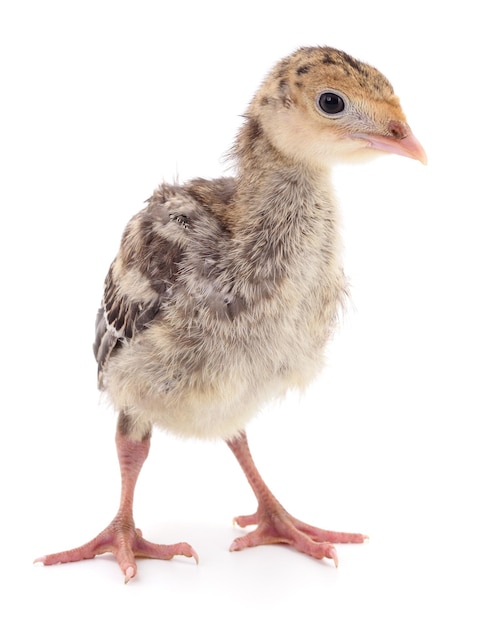 Pollo e tacchino isolati