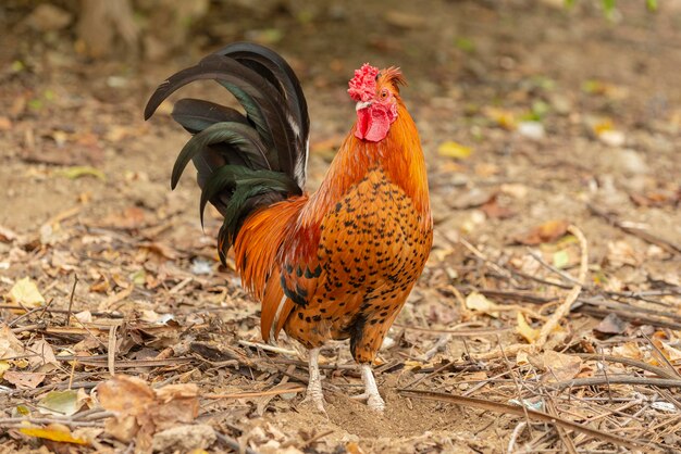 pollo Gallus gallus domesticus Malaga Spagna