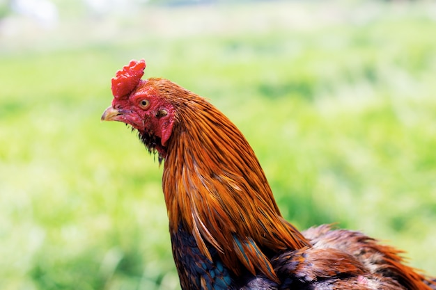 Pollo in fattoria in campagna.