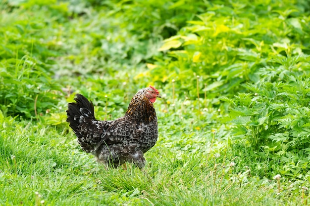 pollo in giardino sull'erba