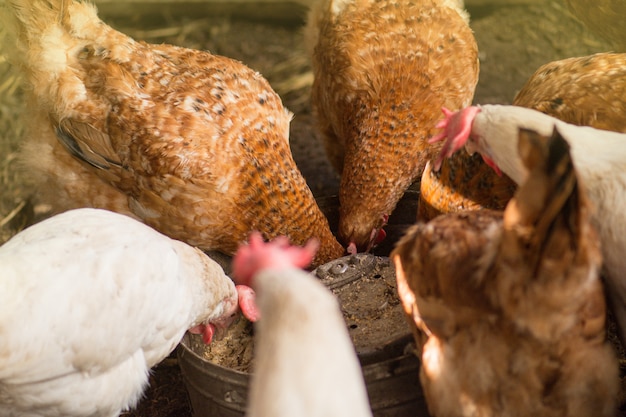 Pollo in pollaio, polli bio in una fattoria di casa