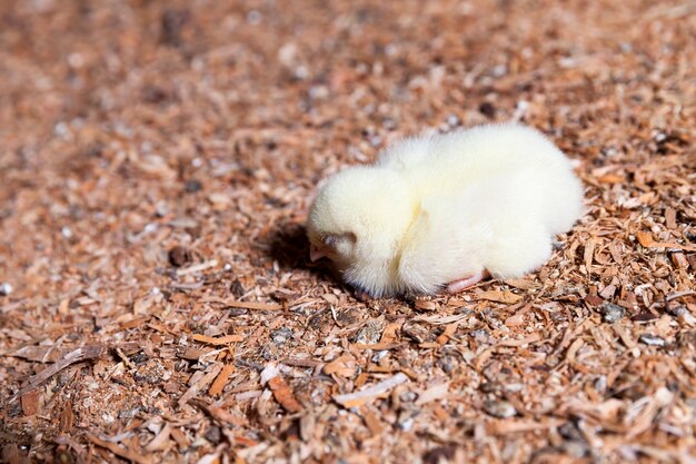 Pollo in un allevamento di pollame