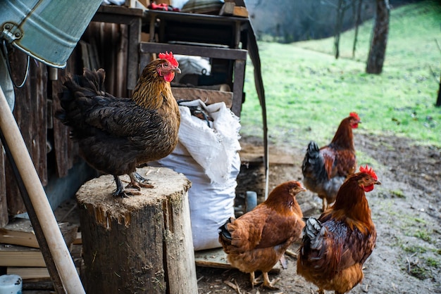 Pollo in un allevamento di pollo biologico Concetto di fattoria biologica vita biologica agricoltura Uovo di gallina Cibo sano fattoria sana