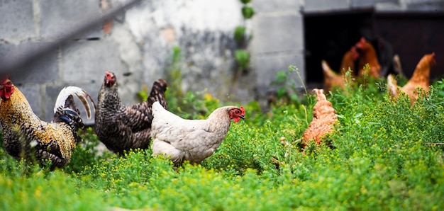 Pollo in una fattoria