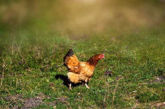 Pollo in una fattoria