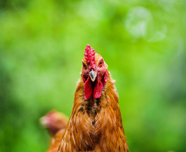 pollo in una fattoria