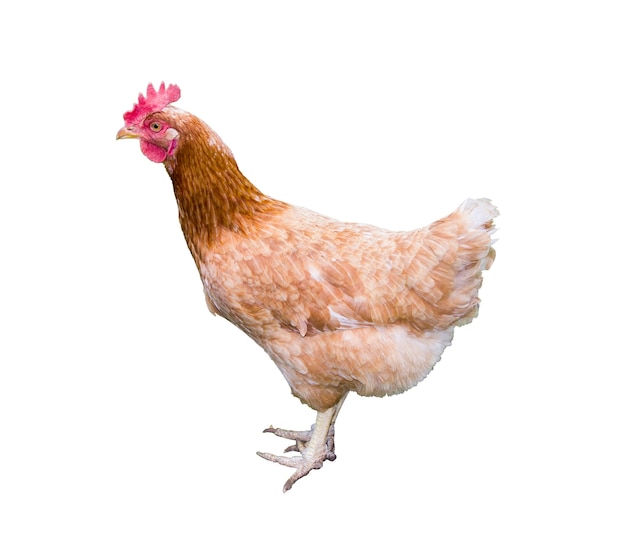 Pollo marrone isolato su sfondo bianco