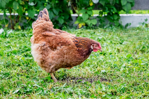 Pollo marrone nel giardino della fattoria in cerca di cibo