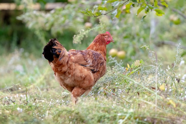 Pollo marrone nel giardino vicino al melo Allevare polli