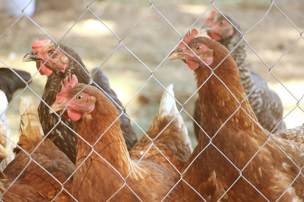 Pollo marrone nella fattoria primo piano messa a fuoco selettiva Ritratto di gallina ovaiola domestica nella vista coop attraverso la rete metallica