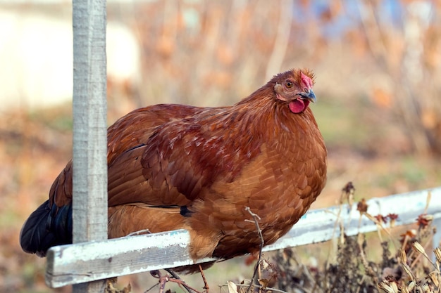 Pollo marrone seduto su una traversa nel giardino della fattoria Allevamento di polli