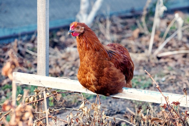 Pollo marrone seduto su una traversa nel giardino della fattoria Allevamento di polli