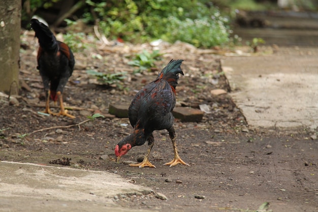 pollo nel cortile