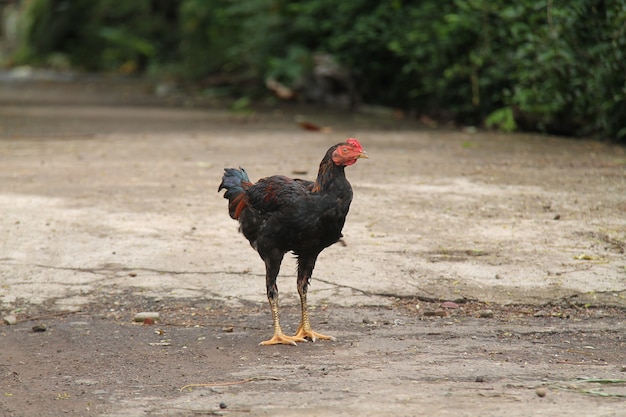 pollo nel cortile