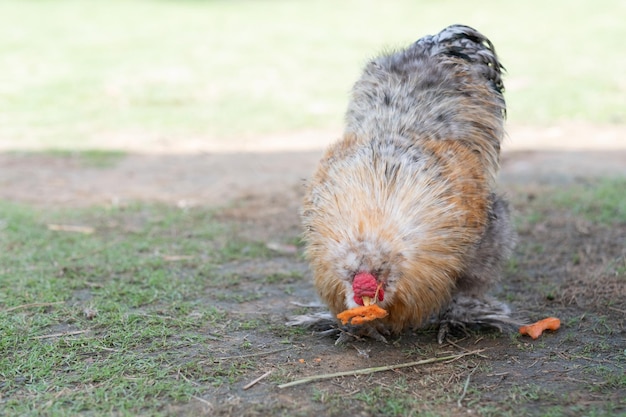 Pollo nella gallina del pollaio alla fattoria