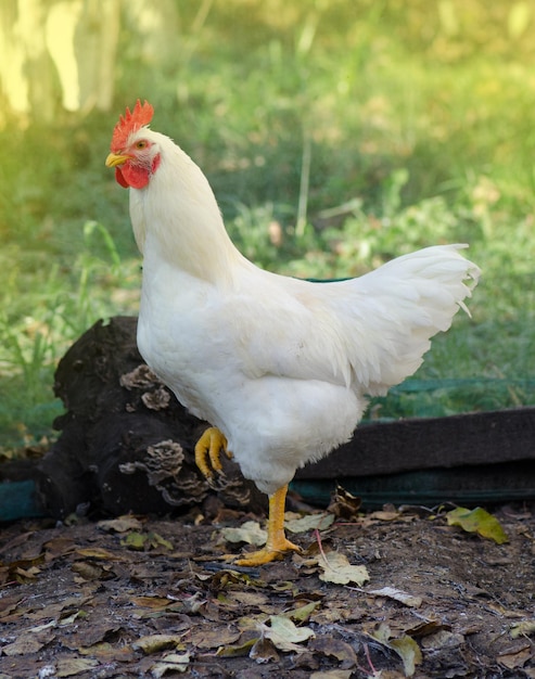 Pollo nella tradizionale fattoria all'aperto Gallo bianco all'aperto in una soleggiata giornata estiva