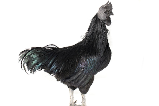 Pollo nero di Ayam Cemani del gallo su bianco isolato.