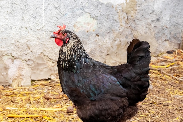 Pollo nero in fattoria Allevamento di polli