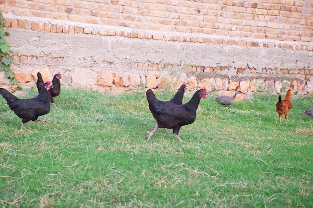 Pollo nero nel prato