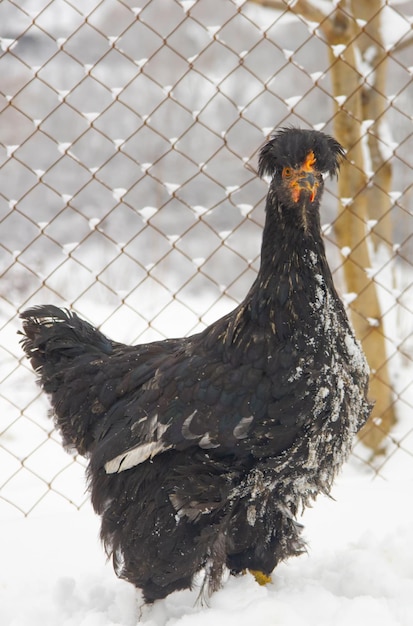 Pollo nero su uno sfondo nevoso sfocato