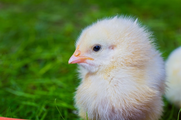 Pollo piccolo giallo