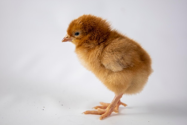 Pollo piccolo su sfondo bianco